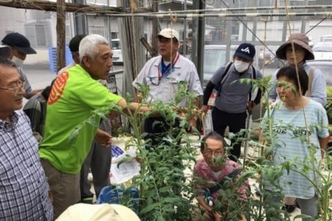 マル豊とまと産地見学会